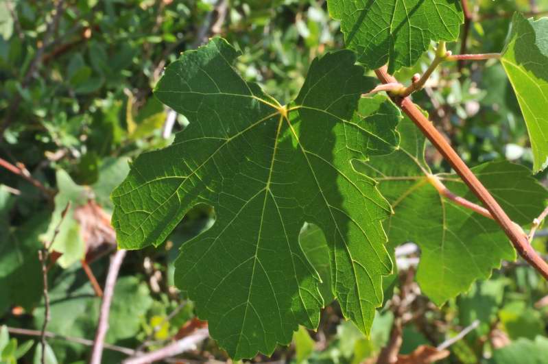 Vitis vinifera sl.